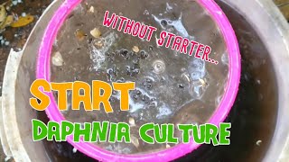 How to culture daphnia moina the easy way 1  Starting the Daphnia culture [upl. by Akirdnas]