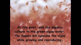 Daphnia  How to grow daphnia in your home [upl. by Morrill]