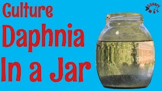 How to Culture Daphnia in a Jar [upl. by Landel]