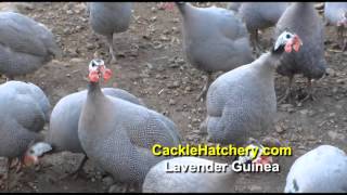 Lavender Guinea Fowl Breed Breeder Flock  Cackle Hatchery [upl. by Frick]