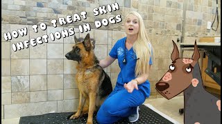 How to Treat Skin Infections in Dogs  Pyoderma [upl. by Attecnoc]