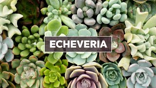 Echeveria Succulents 101  Care Tips amp Unique Traits [upl. by Yerfdog202]