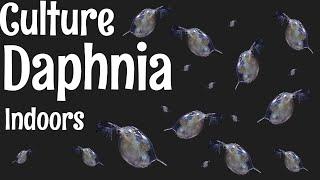 How to Culture Daphnia [upl. by Ursala]