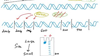 Apoptosis assays DNA fragmentation TUNEL DAPI [upl. by Nevaeh410]