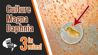 How to culture DAPHNIA MAGNA  The easy way [upl. by Haag]