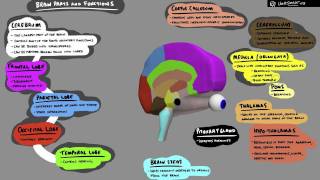 Brain Structure and Function  3D Animation [upl. by Timotheus]