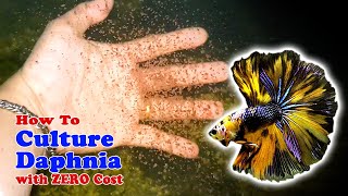 How to Culture Daphnia with ZERO Cost  Unlimited Live Food For Our Fish [upl. by Sad970]