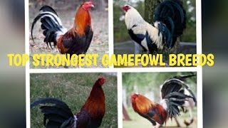 TOP STRONGEST GAMEFOWL BREEDS [upl. by Burkle]