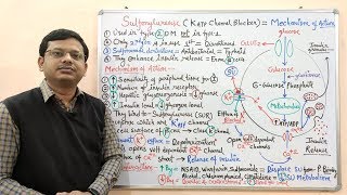 Diabetes Mellitus Part10 Mechanism of Action of Sulfonylurease  Antidiabetic Drugs  Diabetes [upl. by Franck]