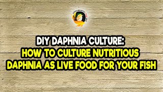 DIY Daphnia Culture How to Culture Nutritious Daphnia as Live Food for Your Fish [upl. by Benjy]