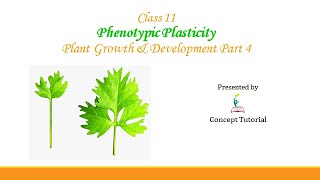 Phenotypic Plasticity  Heterophylly  Plant Growth and Development  Biology Class 11NEET [upl. by Betthezul244]