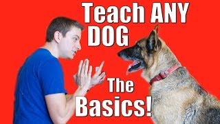 Dog Training 101 How to Train ANY DOG the Basics [upl. by Ellehcan48]