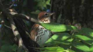 wood thrush [upl. by Murrell]