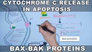 Mechanism of Cytochrome C Release from Mitochondria [upl. by Schuyler882]