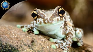 Shape Shifting Toad 🐸  Science Nation [upl. by Powell]