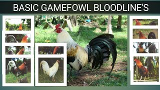 GAME FOWL BLOODLINES Origin amp Characteristics [upl. by Christos]