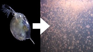 How I Culture Daphnia [upl. by Madlen]