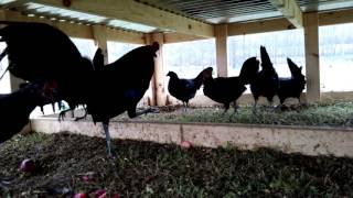 Pure Black McRae Gamefowl [upl. by Amabelle]