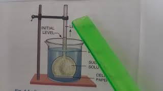 Experiment to demonstrate Osmosis [upl. by Giddings]