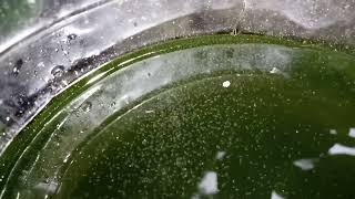 DAPHNIA MOINA CULTURE IN A SMALL BUCKET [upl. by Schrader]