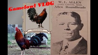 History of Roundhead Gamefowl VLOG Tagalog [upl. by Ethelred205]