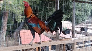 American Gamefowl  Gamefarm Yard Tour [upl. by Standing]