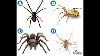 How to Identify Dangerous Spiders  HomeTeam Pest Defense [upl. by Nae]