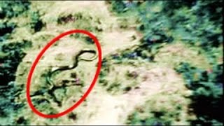 BIGGEST Snake EVER 195 Ft Analyzed amp Confirmed Wild Nature [upl. by Eynttirb934]