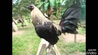 Top Strong Gamefowl Breeds [upl. by Nuris]