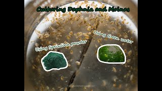 How To Culture Daphnia and Moinas using Green Water Spirulina powder [upl. by Weissberg]