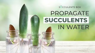 HOW TO PROPAGATE SUCCULENTS IN WATER  EASY SUCCULENT PROPAGATION TIPS [upl. by Buell]