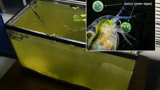 Raising Daphnia for the Freshwater Aquarium [upl. by Alyss]