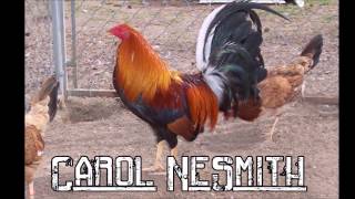 Best Gamefowl Breeders in USA Part 1 [upl. by Resneps904]