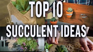 Top Ten Succulent Projects P Allen Smith Tips amp Ideas [upl. by Anialahs619]