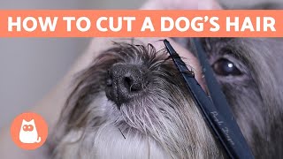 How to Cut a Dogs Hair 🐶 BASIC GROOMING Tutorial [upl. by Willumsen]