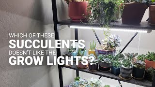 How to ensure your grow lights help your succulents [upl. by Erialcyram57]