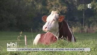 ANIMAUX  La Montbéliarde une vache laitière par excellence [upl. by Tyika541]