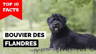 Bouvier des Flandres  Top 10 Facts [upl. by Sirc]