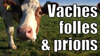 Vache folle amp Prions [upl. by Hniht]