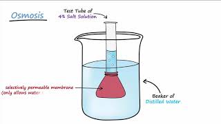 Diffusion amp Osmosis [upl. by Datha]