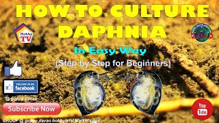 HOW TO CULTURE DAPHNIA In Easy Way [upl. by Beatty]