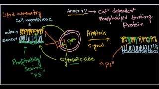 Annexin V [upl. by Yoj728]