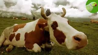 COW VIDEOS COWS GRAZING IN A FIELD COWS MOOING  Cow Video [upl. by Penthea]